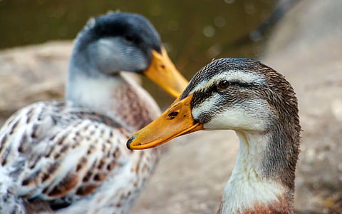 ducks, in a row, bird, animal, beak, orange, nature