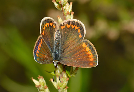 butterflies, polyommatus, icarus, female