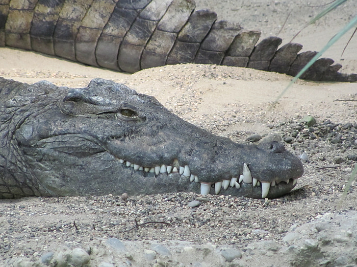 crocodile, alligator, foot, predator, reptile, tooth, animal