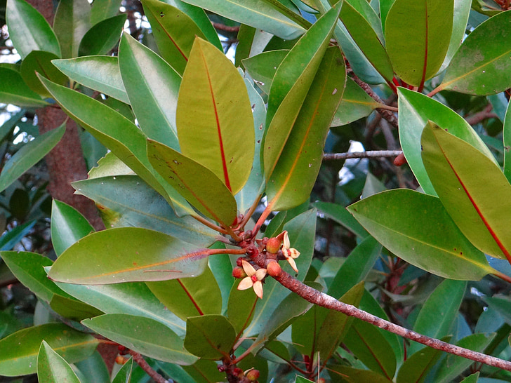 Mangrove, tall-stylta mangrove, rhizophora apiculata, blommor, lämnar, Karwar, Indien