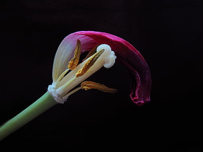 Tulipan, przekwitły, Tłuczek, pręciki, Bloom, Natura, utracone płatki