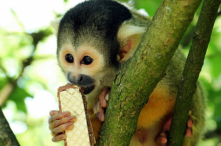 squirrel monkey, monkey, äffchen, exotic, primate, curious, cute