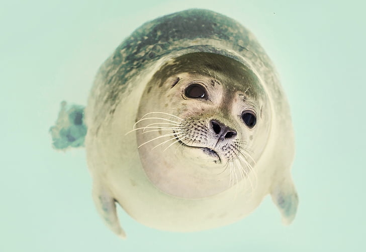 Seal, zoogdier, schattig, Marine, leven, Oceaan, natuur