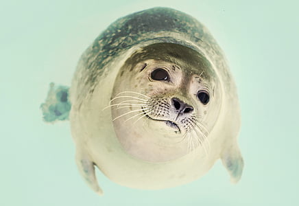 seal, mammal, cute, marine, life, ocean, nature