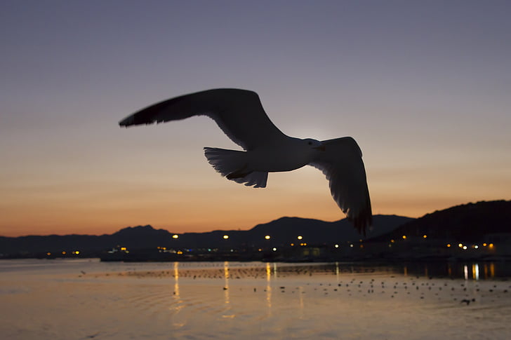 Pijaran ekor, burung camar, kontur, Olbia, Sardinia, langit malam