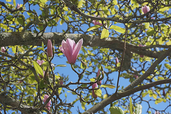 flores, magnolias, primavera, naturaleza, jardín, floración, Botánica