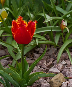 flor, Tulip, primavera, flora, cerrar, flor, floración