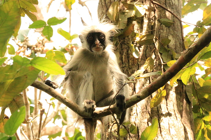 kirk'sredcolobus, Zanzibar, Monkey