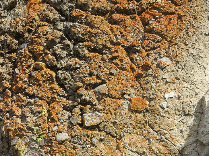 rock, lichen, cliff, mountain, moss, stone, plant