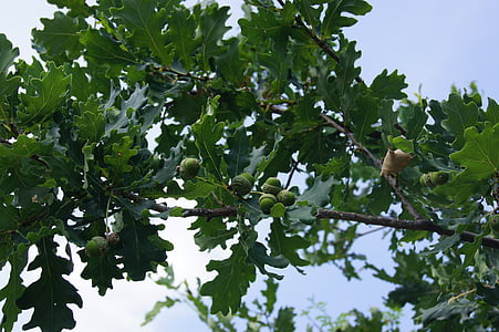 Acorn, arbre, Direction générale de la, été, Forest, nature