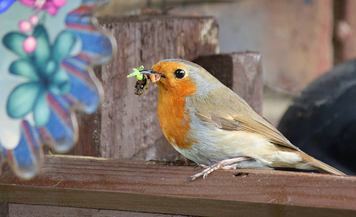 robin, bird, nature, wildlife, garden, animal themes, perching