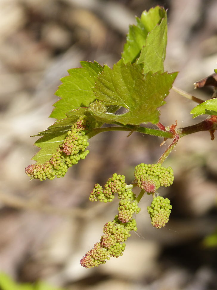 vine, outbreak, sprout, spring, bud, vineyard, nature