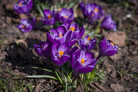 crocus, flowers, purple, spring, flower, our characters, lökväxt