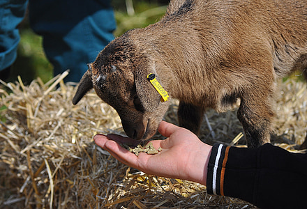 goat lamb, petting zoo, goat, animal, creature, hand, feed