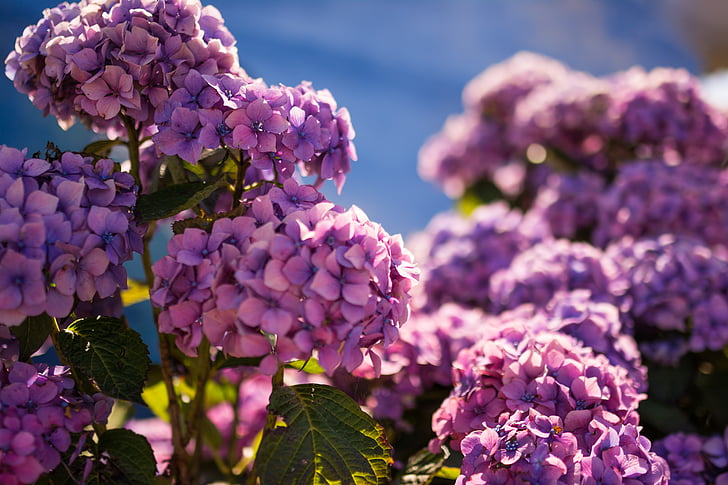 hermosa, hortensias, púrpura, flor, luz, naturaleza, flor