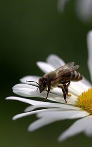 Bee, Daisy, pollen, arbejde, insecta, natur, blomst