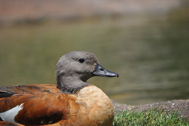 Bebek, hewan, sendirian