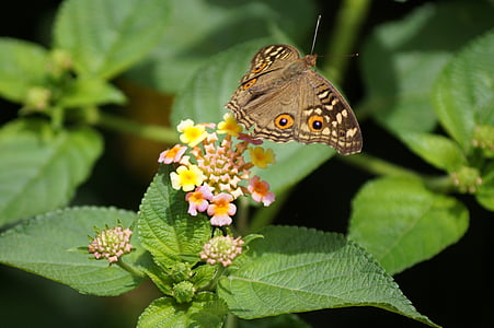borboleta, voando, bonito, natural, natureza, ao ar livre, ensolarado