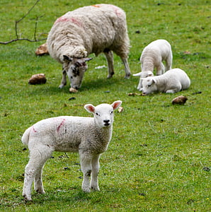 lamb, sheep, wool, farm, grass, nature, agriculture