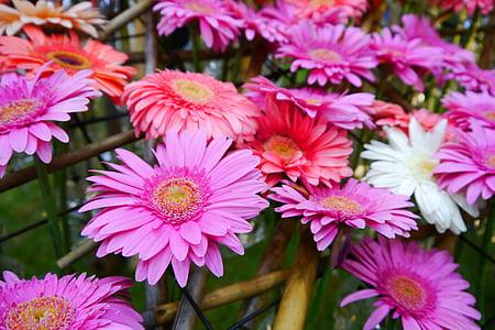 Daegu, wildflower, Pink, Tabitha