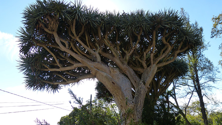 Dračí strom, Madeira, Portugalsko, Flora, strom, Příroda, větev