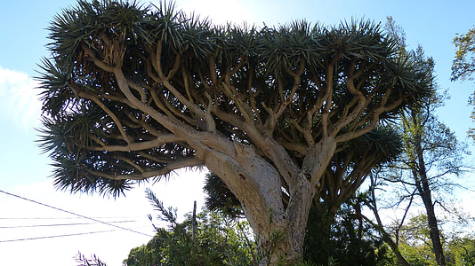 dragon tree, madeira, portugal, flora, tree, nature, branch