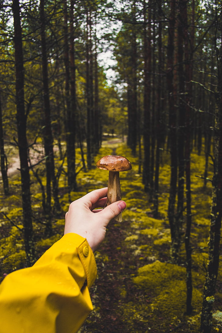 person, holding, mushroom, forest, jacket, human hand, human body part