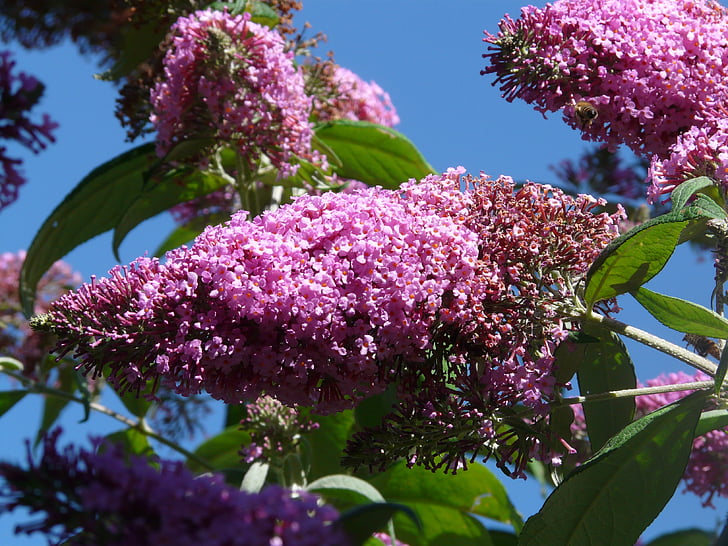buddleja davidii, sommer lilla, Bush, blomster, Pink, butterfly bush, lilla spyd