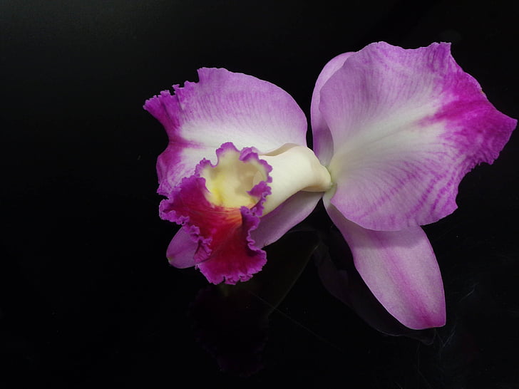 Orquídea, rosa, flor, naturaleza, púrpura, floración, Botánica