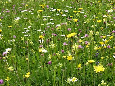 Prado flores, natureza, prados de montanha, Verão, Pyrénées