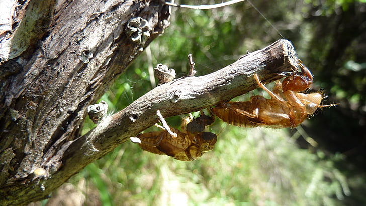 cicada, cicadoidea, insekt, ytre skjelett, molt, feil, dyreliv