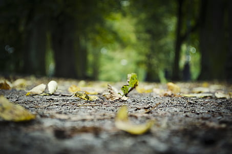 Art, blur, cement, közeli kép:, szárított levelek, fókusz, erdő
