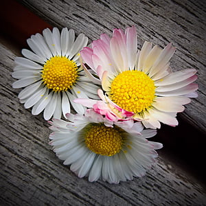 Daisy, Bellis, Villi kukka, terävä kukka, komposiitit, valkoinen, pinkki terälehdet