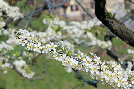 cherry blossom, cherry, flower, green, spring, plants, spring flowers