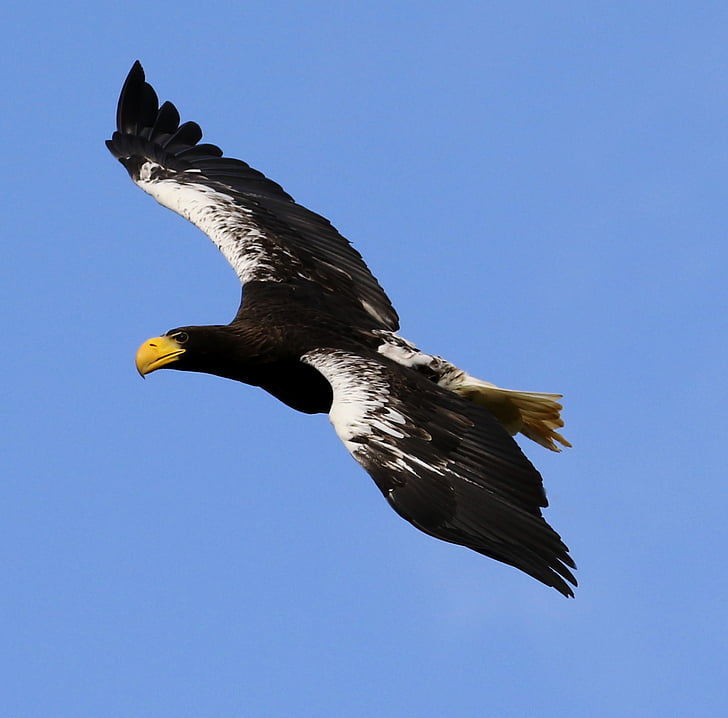 stellar sea eagle, sea bird, sea, bird, eagle, beak, endangered