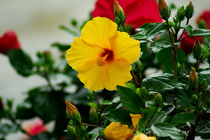 flowers, hibiscus, pistil, red, yellow