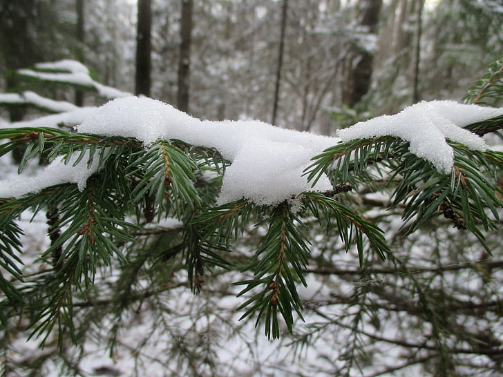 miško, Pirmas sniegas, žiemą, sniego, Gamta, medžiai, šaldymo