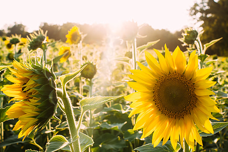 sunflowers, yellow, sunlight, nature, flowers, floral, field