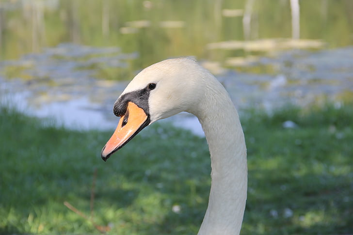 Swan, cap, alb, vara, până aproape, gât, eleganta