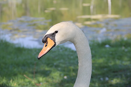 Swan, vedúci, biela, letné, zblízka, Krk, elegancia