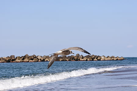 animal, sea, beach, wave, sea gull, seagull, young bird