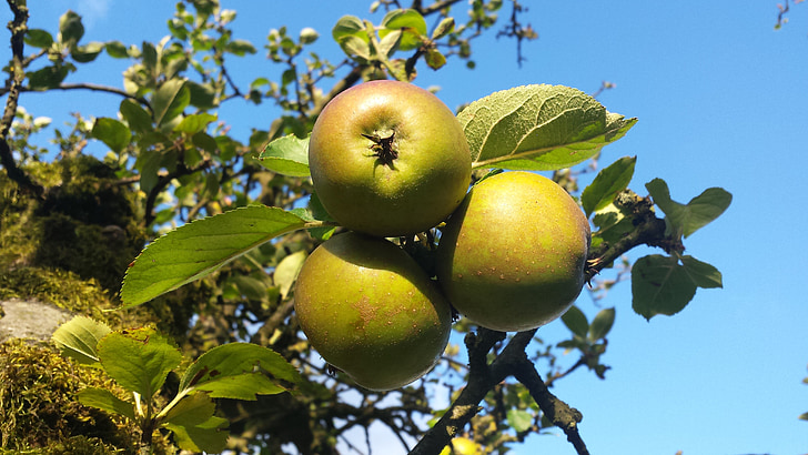 obuolių, sodas, obelis, rudenį, vaisių, mėlynas dangus