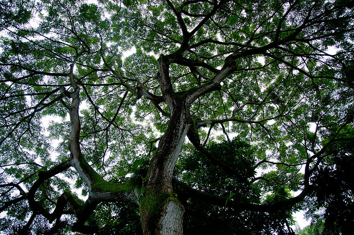 silueta de árbol, árbol, cielo, silueta, Pabellón, natural, planta