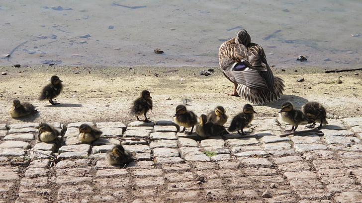 duck, chicks, water, bird, animal family, mallard, nature