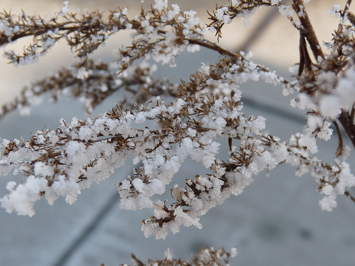 Frost, plant, winter, sneeuw, ijs