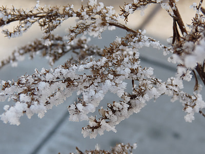 Frost, plante, vinter, sne, Ice