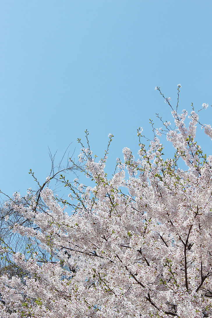 Cherry blossom, blommor, Sky