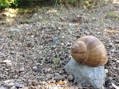 snail, pebble, stone, shell, animals, garden