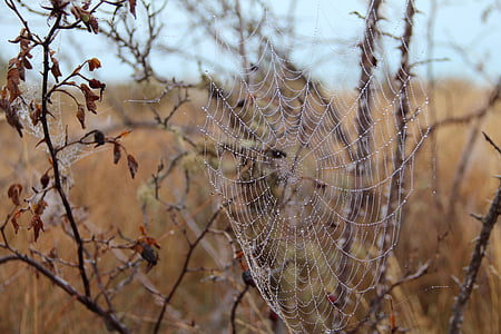 cobweb, autumn, dew, cobwebs, network, moist, dewdrop