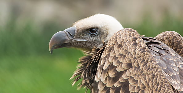 Adler, κεφάλι, Ζωολογικός Κήπος, ζώο, πουλί, άγρια φύση, πουλί της λείας